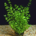 Micranthemum Umbrosum - Fresh N Marine