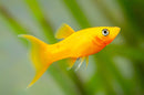 Golden Molly (Poecilia latipinna) - Fresh N Marine