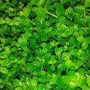 Micranthemum ‘Monte Carlo’ - Fresh N Marine