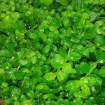 Micranthemum ‘Monte Carlo’ - Fresh N Marine