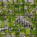 Micranthemum ‘Monte Carlo’ - Fresh N Marine