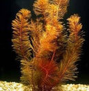 Myriophyllum Tuberculatum - Fresh N Marine