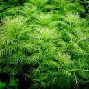 Myriophyllum Matogrossense - Fresh N Marine