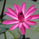 Nymphaea Rubra - Fresh N Marine