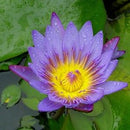 Nymphaea Panama Pacific - Fresh N Marine