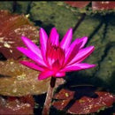 Nymphaea Rubra - Fresh N Marine