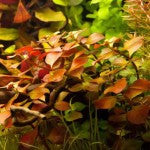 Ludwigia Plaustris - Fresh N Marine
