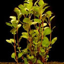 Ludwigia Plaustris - Fresh N Marine