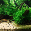 Peacock moss (Taxiphyllum sp.)(Packet) - Fresh N Marine