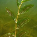 Potamogeton Perfoliatus - Fresh N Marine