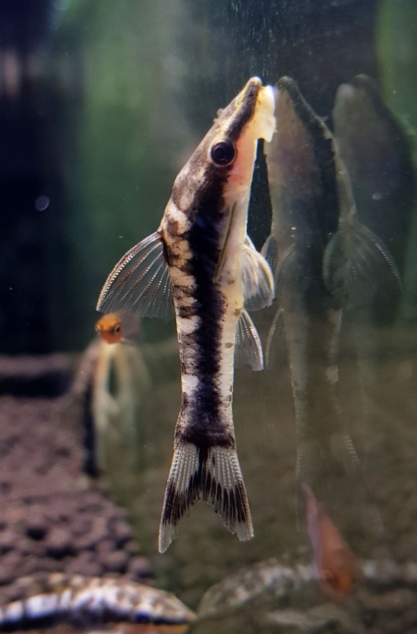 Zebra Otocinclus Catfish (Otocinclus cocama) Fresh N Marine