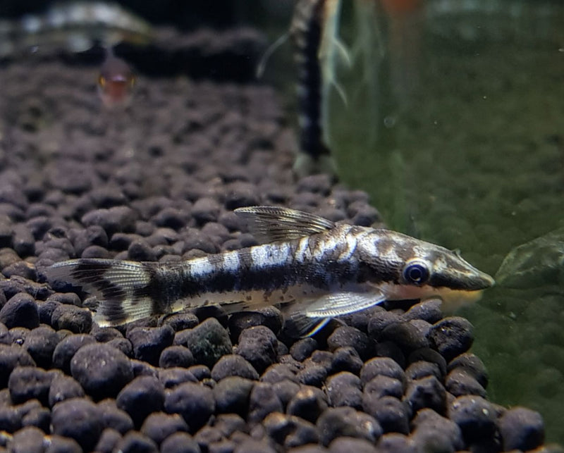 Zebra Otocinclus Catfish (Otocinclus cocama) - Fresh N Marine