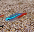 Neon Tetra (Paracheirodon innesi) - Fresh N Marine
