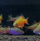 Rosy Barb (Puntius Conchonius) - Fresh N Marine