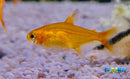 Ember Tetra (Hyphessobrycon amandae) - Fresh N Marine