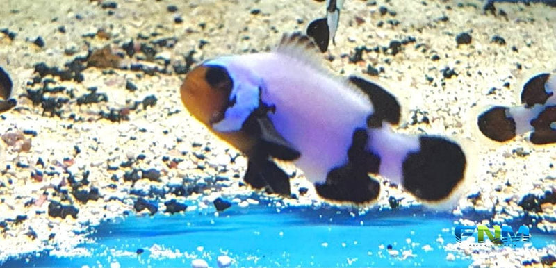 Black Ice Snow Flake Clownfish (Captive Bred) - Fresh N Marine