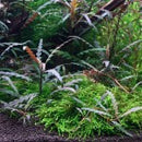 Hygrophila Pinnatifida - Fresh N Marine