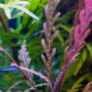 Hygrophila Pinnatifida - Fresh N Marine