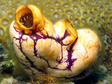Gold Mouth Sea Squirts (Polycarpa aurata) - Fresh N Marine