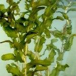 Potamogeton Perfoliatus - Fresh N Marine