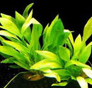Echinodorus quadricostatus - Fresh N Marine