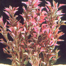 Alternanthera Bettzickiana Red - Fresh N Marine