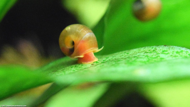 Ramshorn Snail (Planorbarius corneus) (freshwater) - Fresh N Marine
