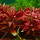 Alternanthera Reineckii Mini - Fresh N Marine