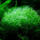 Riccia fluitans - Fresh N Marine