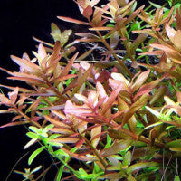Rotala Rotundifolia - Fresh N Marine