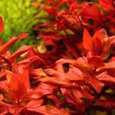Rotala Macrandra - Fresh N Marine