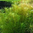 Rotala Najean - Fresh N Marine