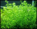 Rotala Rotundifolia - Fresh N Marine