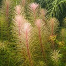 Rotala Sp Vietnam - Fresh N Marine