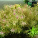 Rotala Sp Vietnam - Fresh N Marine