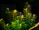 Rotala Rotundifolia - Fresh N Marine