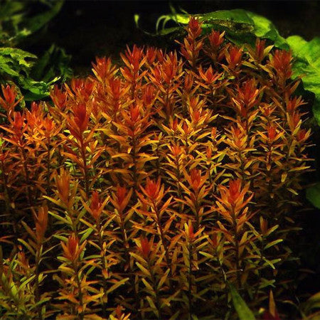 Rotala Rotundifolia Red - Fresh N Marine