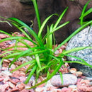 Sagittaria Subulata - Fresh N Marine