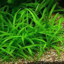 Sagittaria Subulata - Fresh N Marine