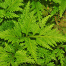 Selaginella Wildenowii - Fresh N Marine