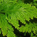 Selaginella Wildenowii - Fresh N Marine
