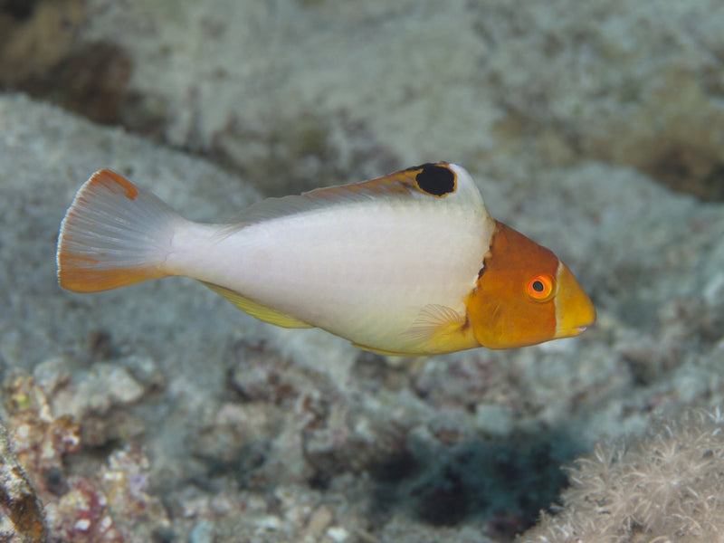 Bicolour Parrotfish (Cetoscarus bicolor) - Fresh N Marine