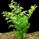 Ceratopteris Siliquosa - Fresh N Marine