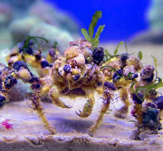 Spider Decorator Crab (Camposcia retusa) - Fresh N Marine