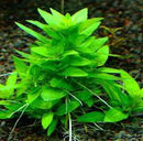 Staurogyne Repens - Fresh N Marine