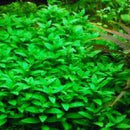 Staurogyne Repens - Fresh N Marine