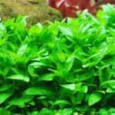 Staurogyne Repens - Fresh N Marine