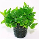 Staurogyne Repens - Fresh N Marine