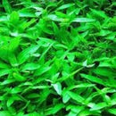 Staurogyne Repens - Fresh N Marine