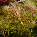 Eusteralis Stellata - Fresh N Marine